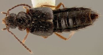 Media type: image;   Entomology 27479 Aspect: habitus dorsal view